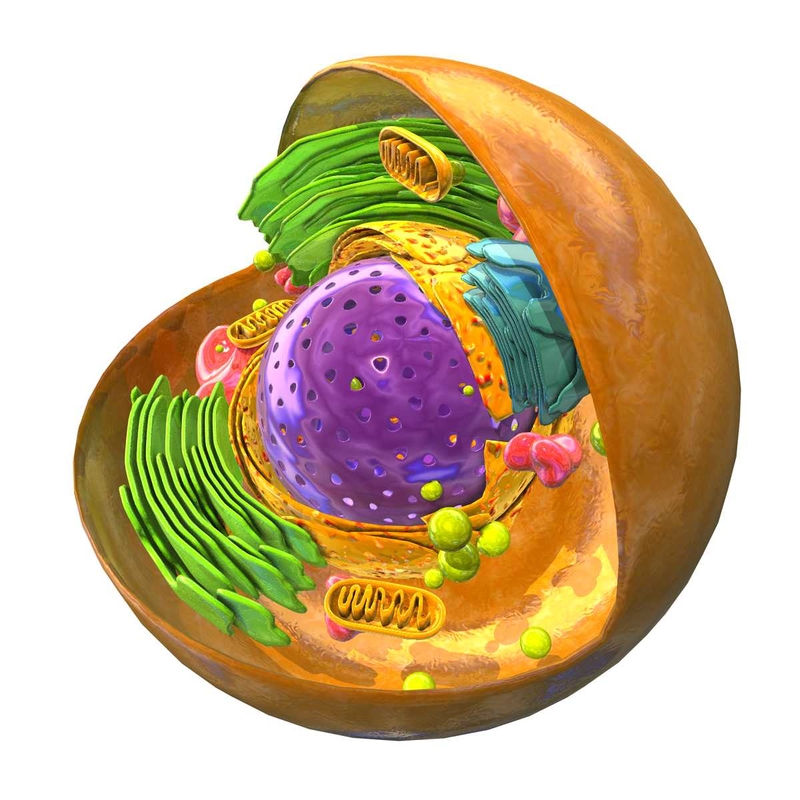 animal eukaryote cell 3d model