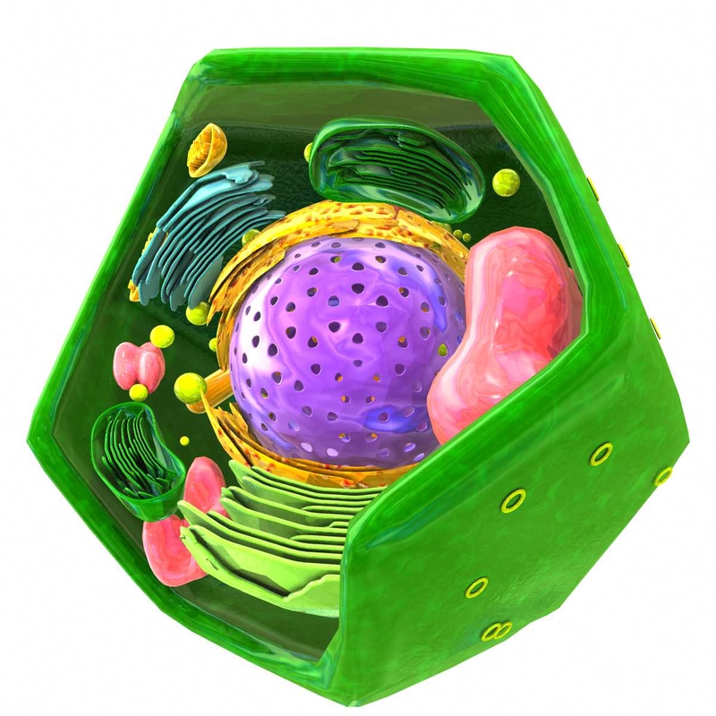 3d vegetal cell model