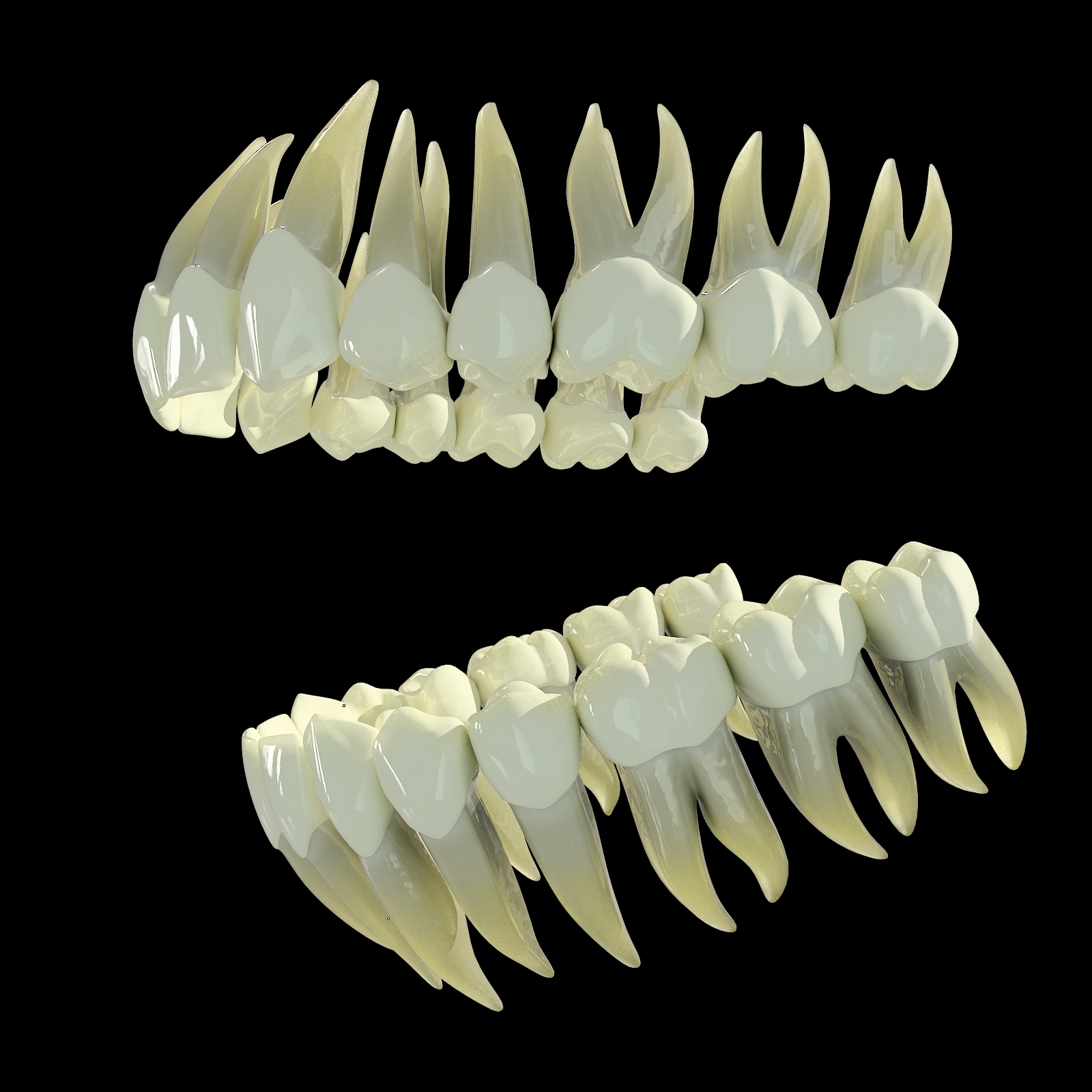 牙3d模型