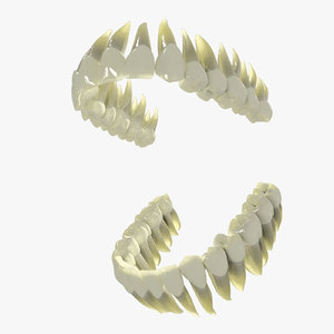3d human teeth