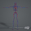 essentials male female anatomy 3d model