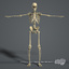 essentials male female anatomy 3d model
