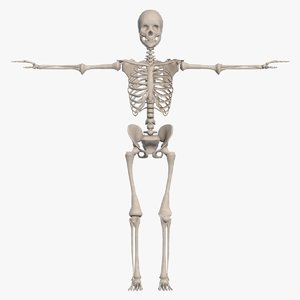 bone skeletal max