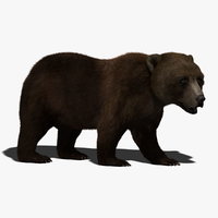 bear 3d models