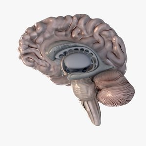 brain anatomy cerebellum 3d model