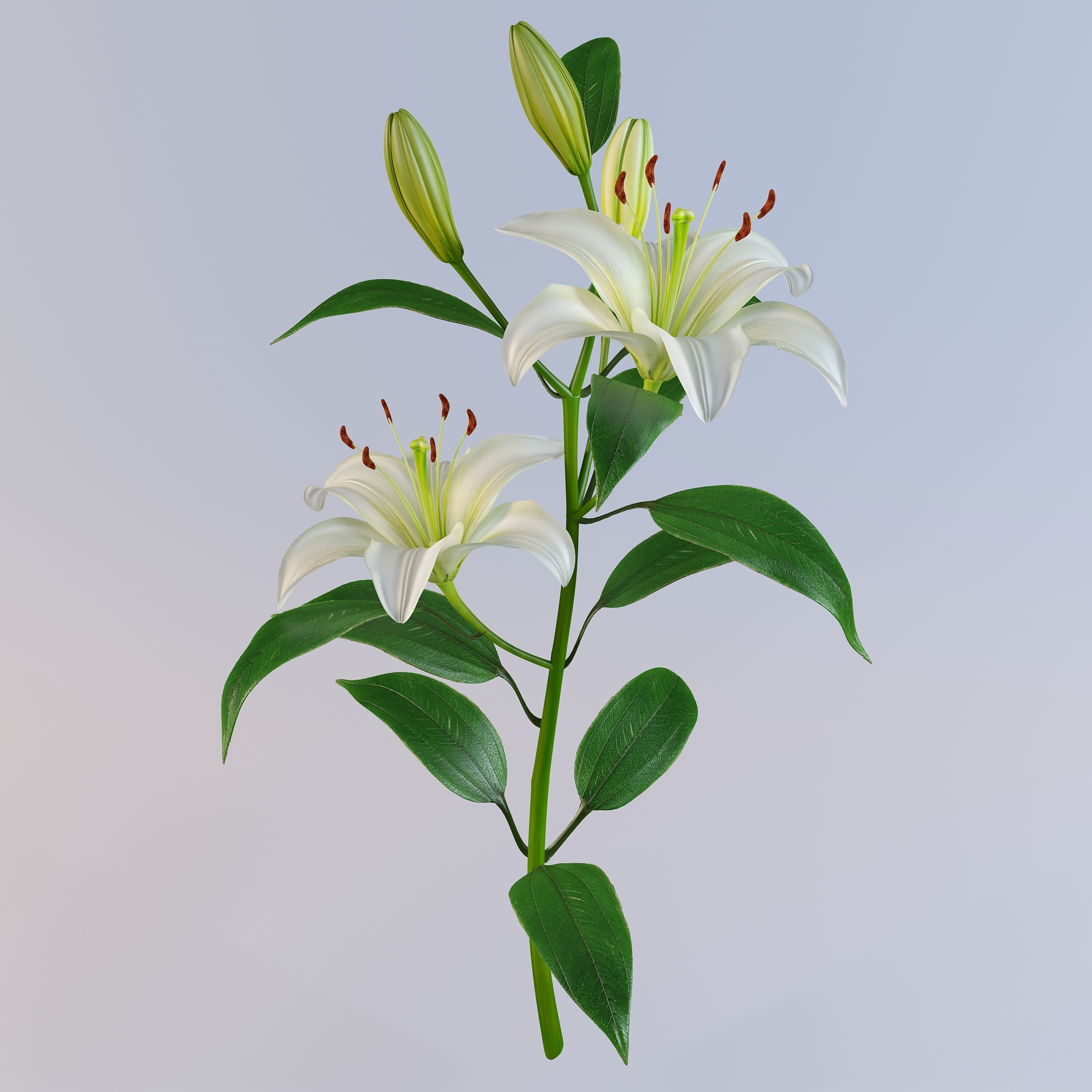 3d lily petal leaf