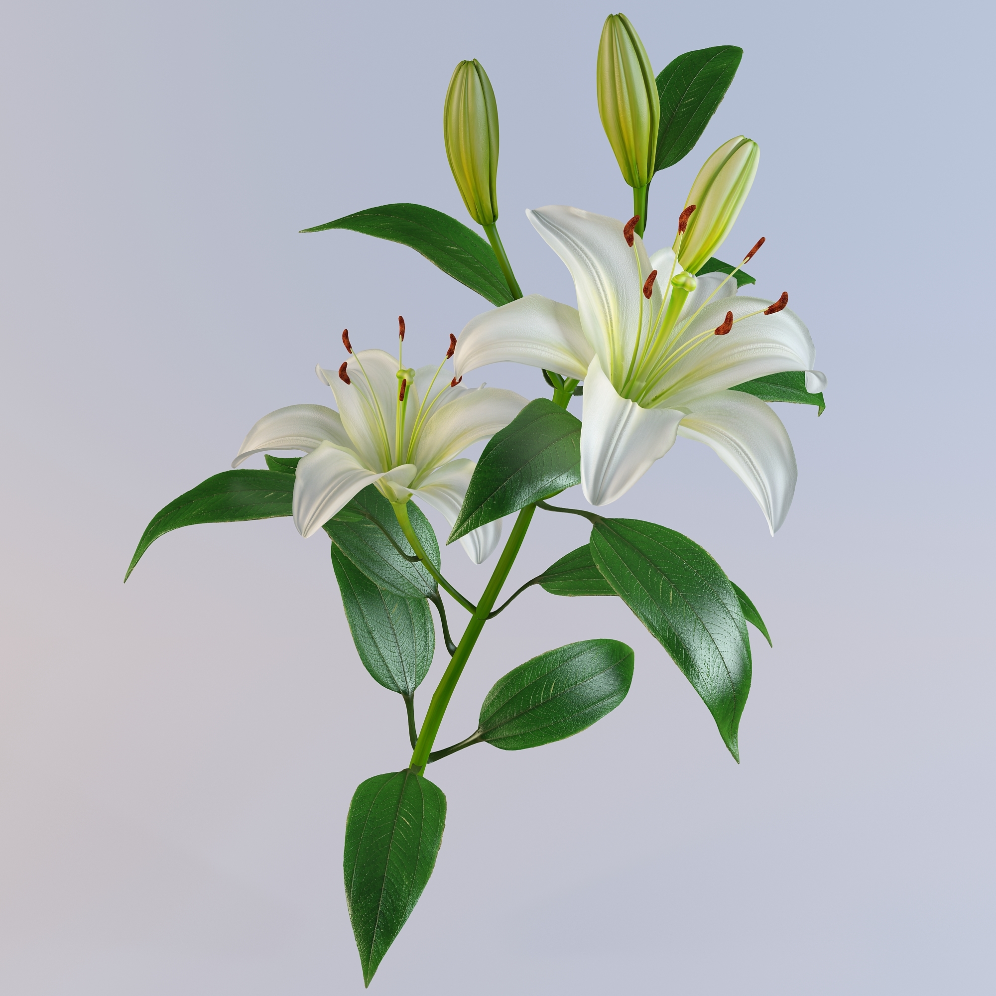 3d lily petal leaf