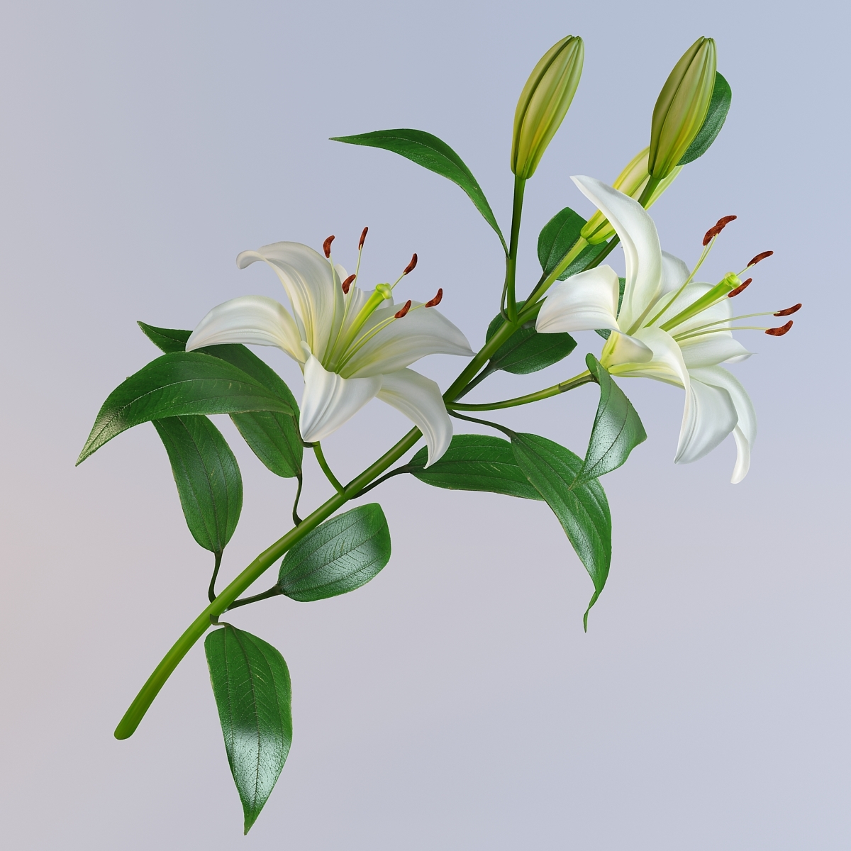 3d lily petal leaf