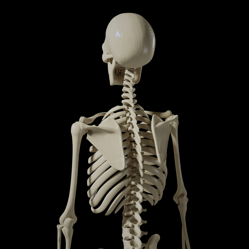 3d obj human skeleton