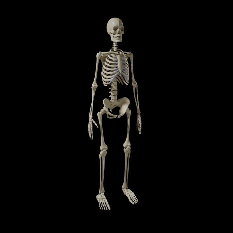 Download 3d obj human skeleton