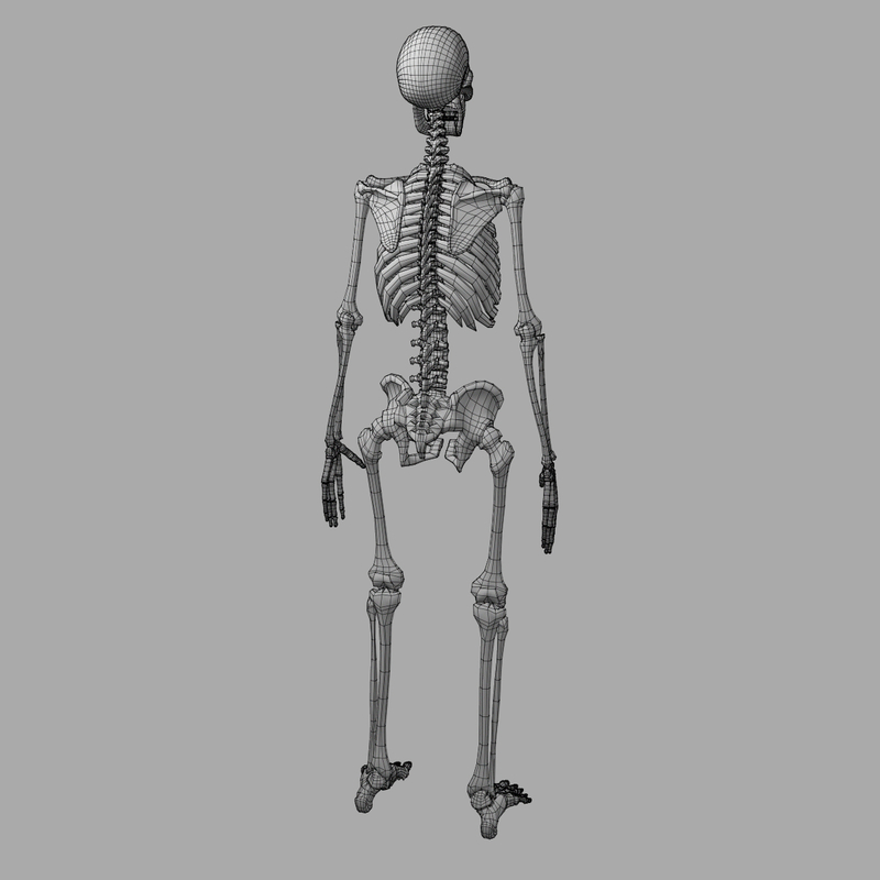 3d Obj Human Skeleton