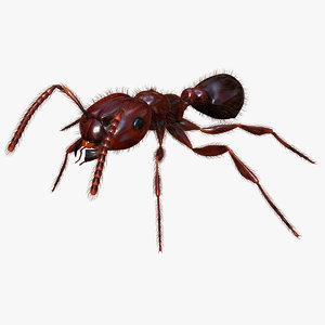 red ant - solenopsis fbx