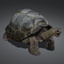 galapagos tortoise rigged ma
