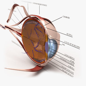 3d model human eye section -