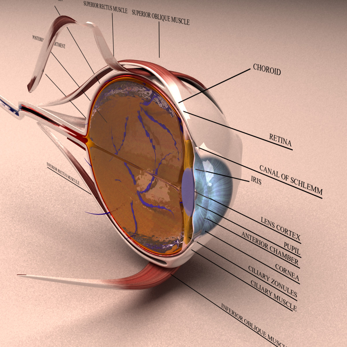 3d-model-human-eye-section