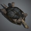galapagos tortoise rigged ma