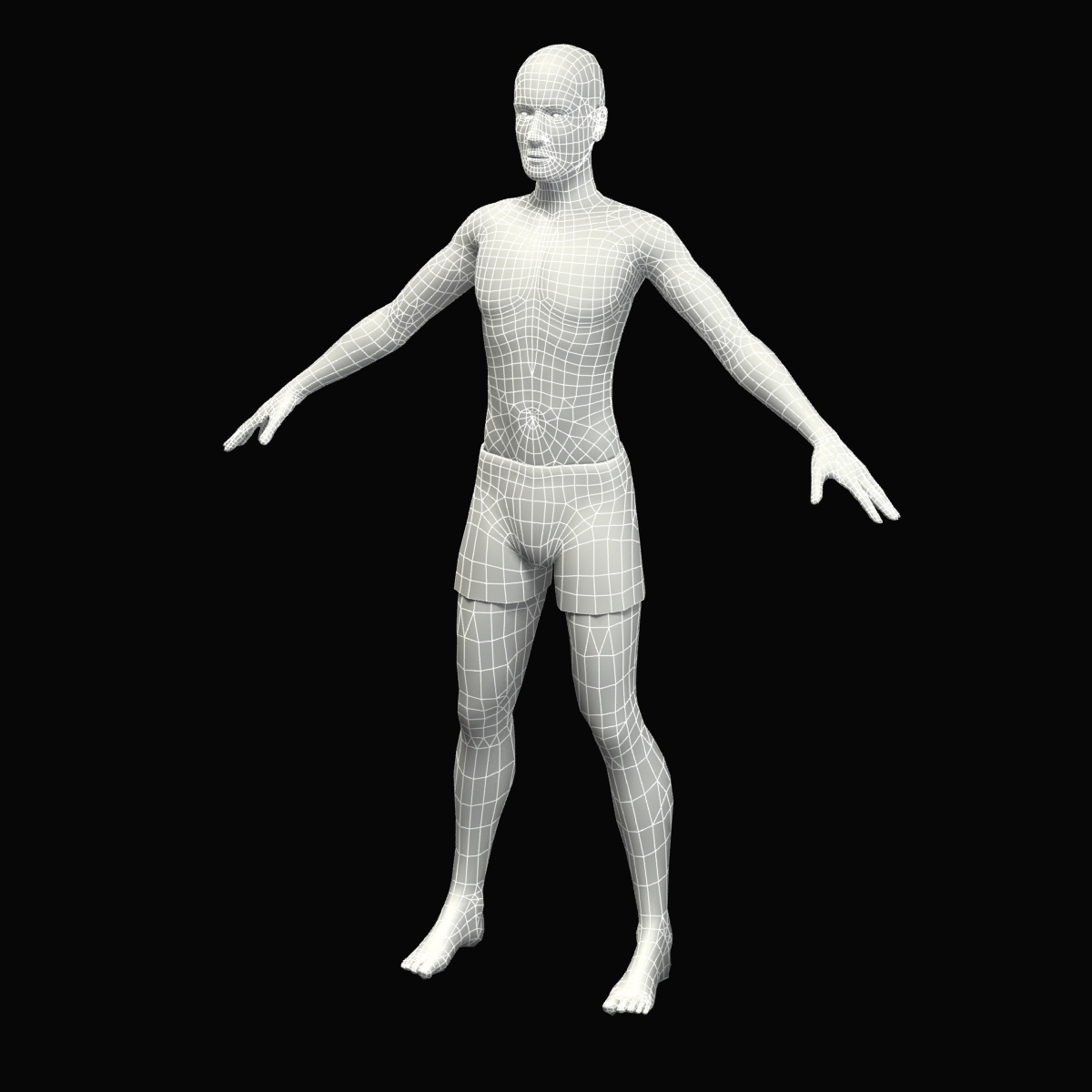 3d model of male anatomy