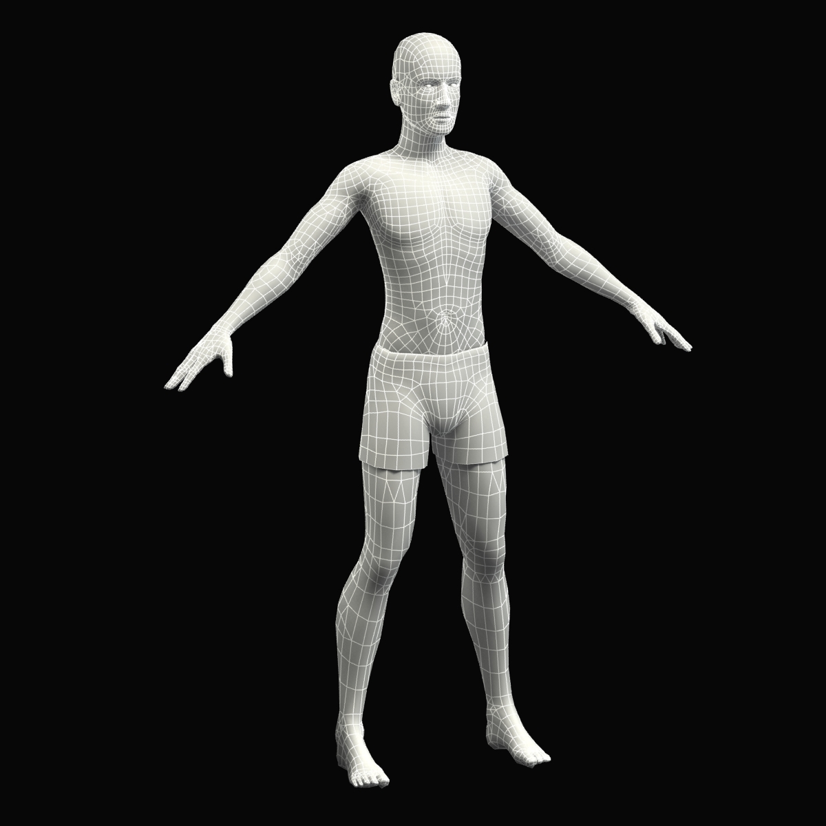 3d model of male anatomy