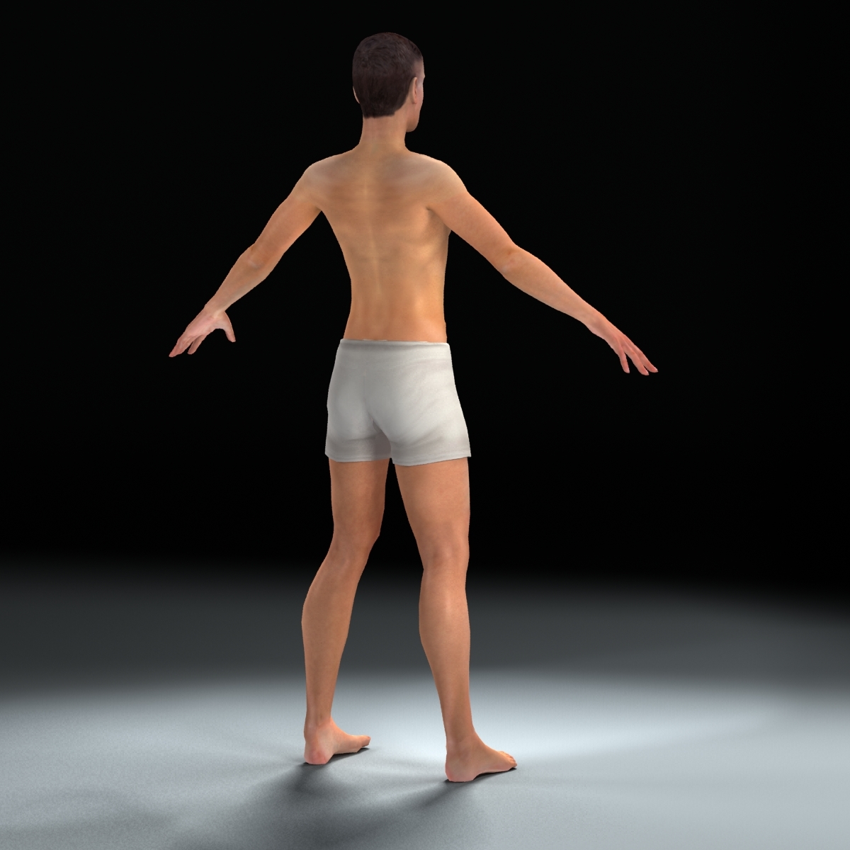 3d model of male anatomy