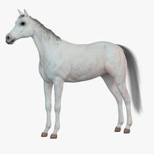 3d white horse 1