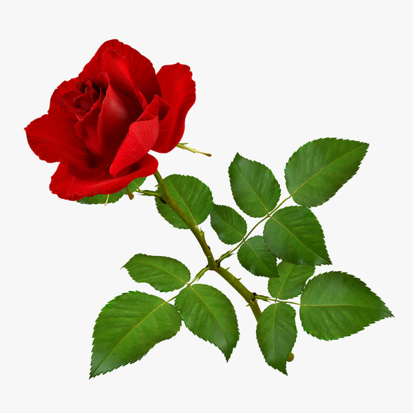Rose example. Макета растения роза. Розы в 3д Макс. Розочка 18.