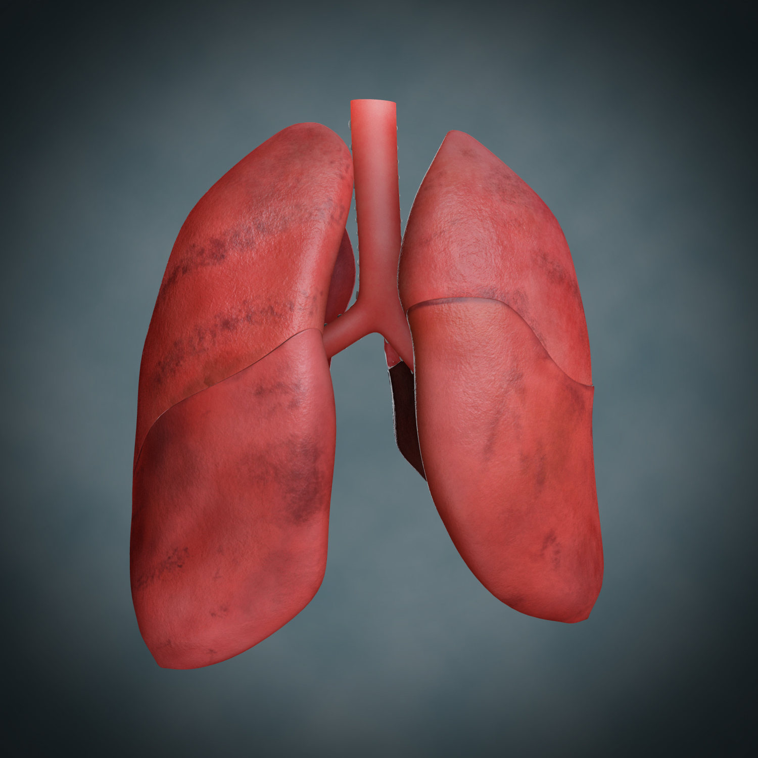 lungs anatomy 3d model