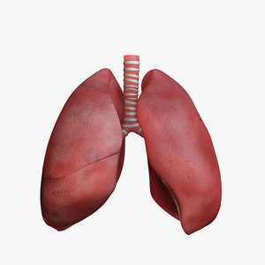 lungs anatomy 3d model