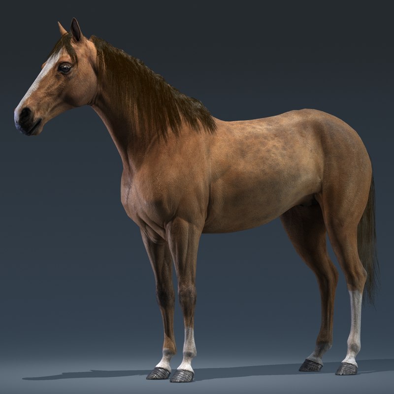 download 3d horse model in photoshop