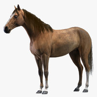 Horse