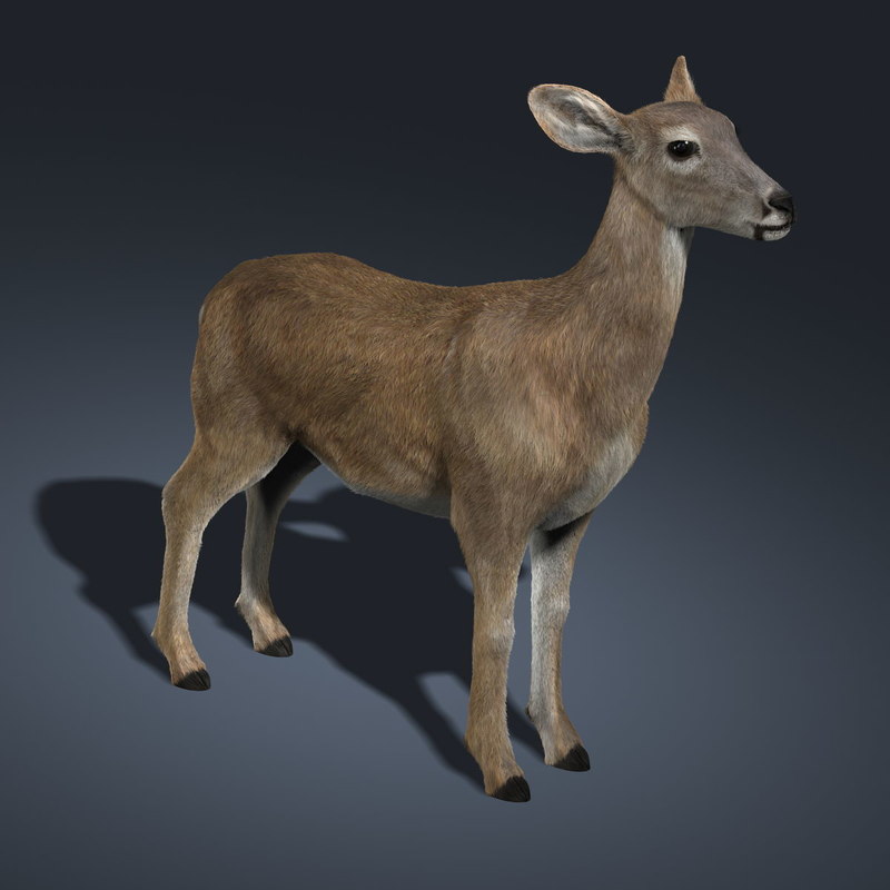 3d doe deer fur model