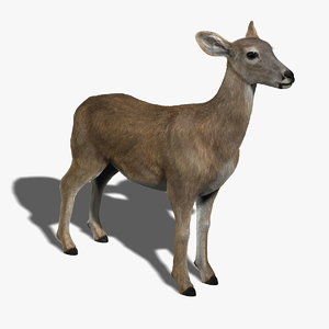 3d doe deer fur model