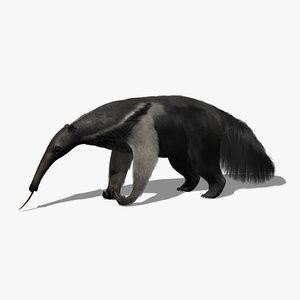 giant anteater obj