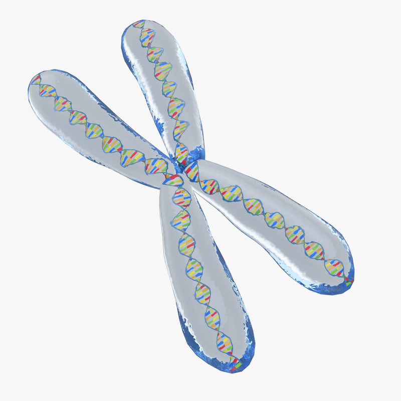 chromosome 3d model