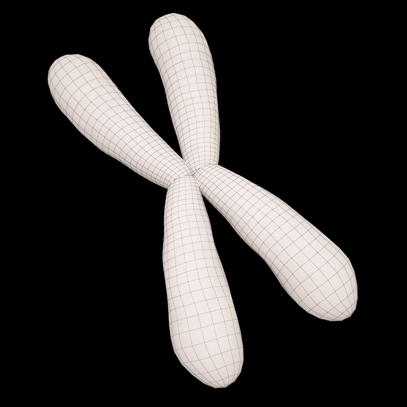 chromosome 3d model