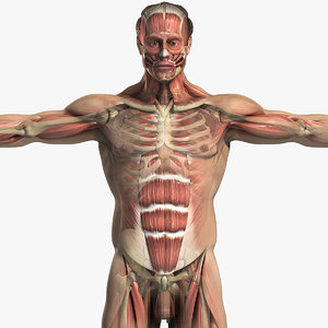 3d model of male body muscular skeletal