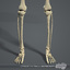 3d model of male body muscular skeletal