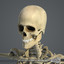 3d model of male body muscular skeletal