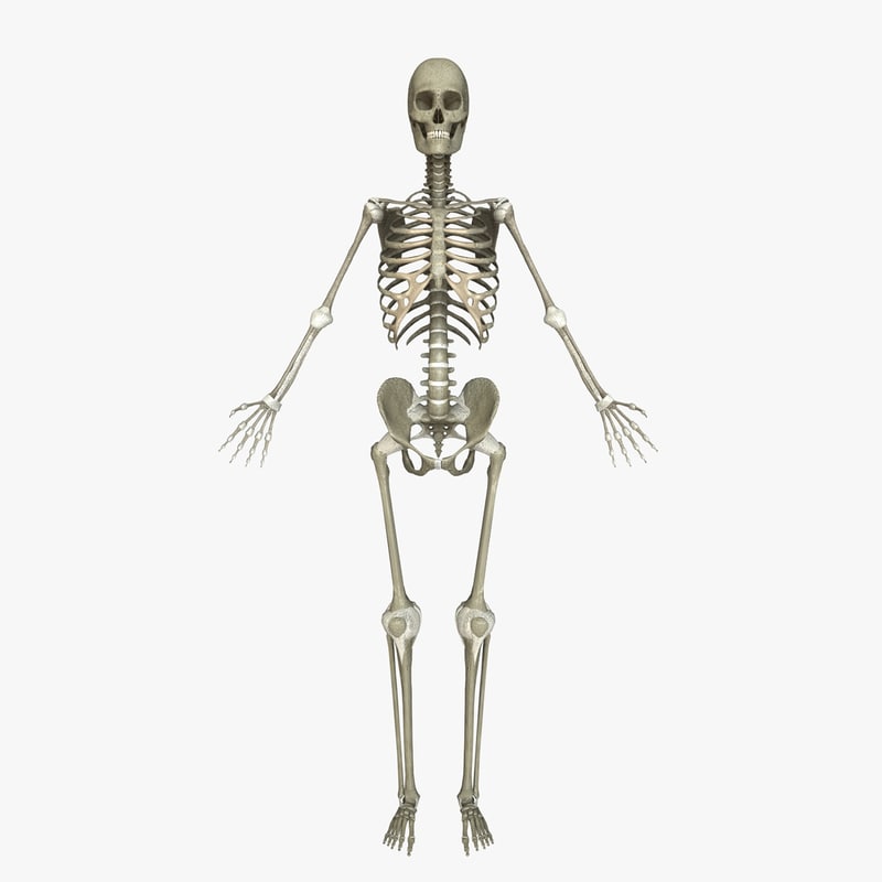 c4d human skeleton ligaments