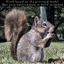 squirrel rigged fur ma