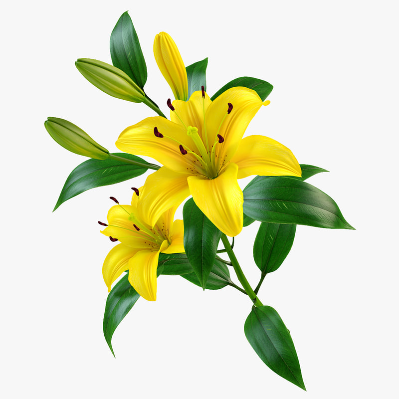 3d model of lily petal leaf