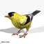 lwo goldfinch rigged animation