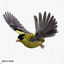 lwo goldfinch rigged animation