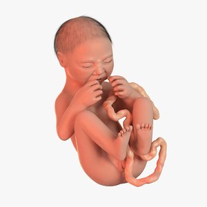 human fetus 3d 3ds