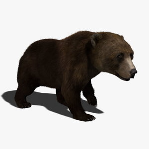 brown bear fur animation 3d ma