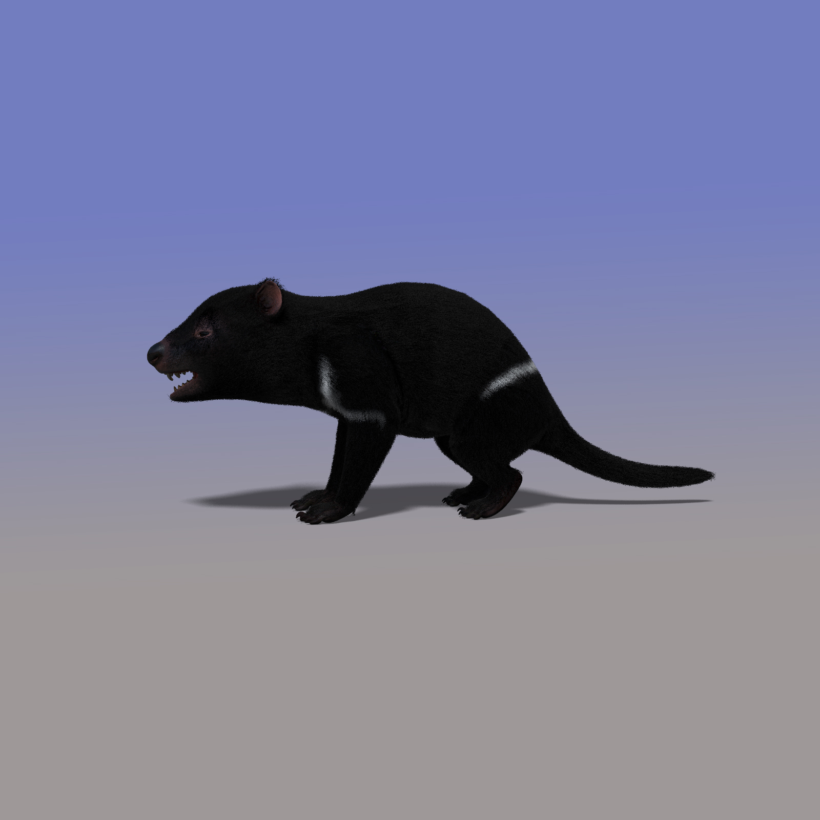 tasmanian-devil-animal-fur-3d-model