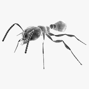 fbx red ant - solenopsis