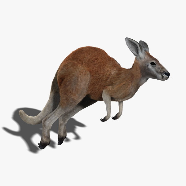 Modele 3d De Kangourou Rigged Fur Turbosquid