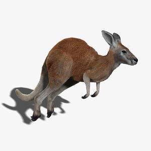 kangaroo rigged fur 3d model