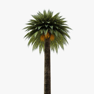 date palm tree 3d model
