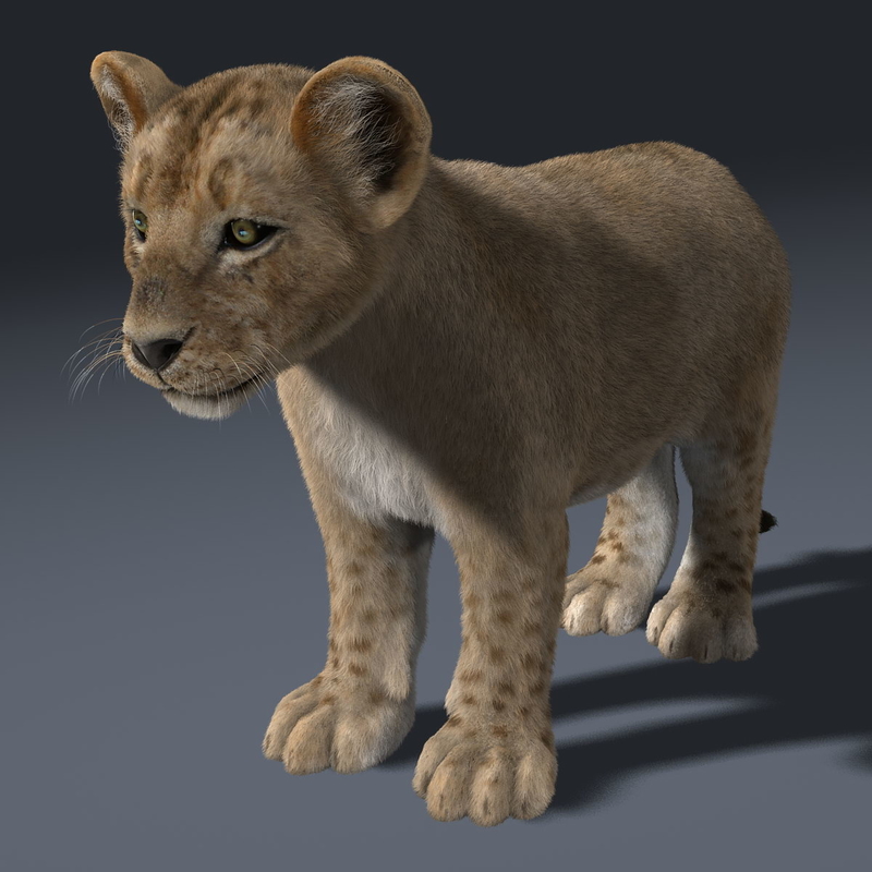 3d model lion cub fur animation